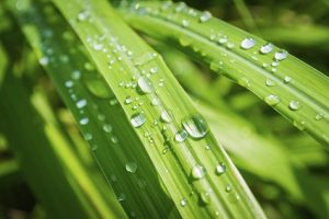 Water drops on lemongrass in the morning