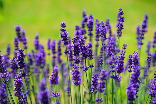 MosquitoRepellent Yard Lavender