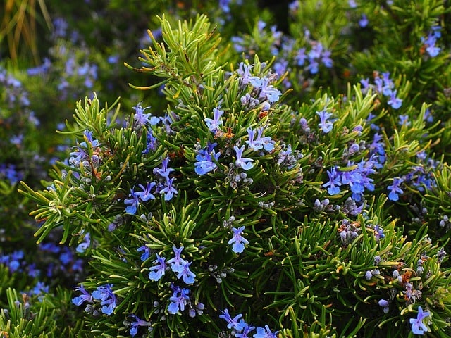 Mosquito Repellent Yard Rosemary